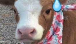 娱乐吃瓜酱抖音,娱乐吃瓜酱带你揭秘娱乐圈最新动态