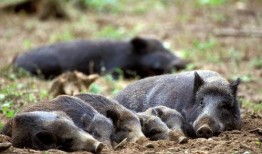 超级野猪最早爆料视频是真的吗