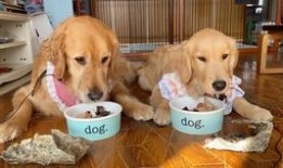 陈女士爱狗人士最新爆料,揭秘爱狗人士最新爱心行动