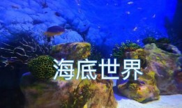 谁爆料热带鱼视频大全