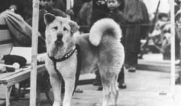 忠犬八公在线观看美国,跨越生死的忠诚守候