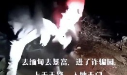 爆料缅北被骗女人视频,一场跨越国界的悲剧