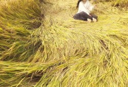 田园牧歌爆料最新消息,最新热点事件深度解析