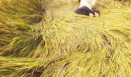 田园牧歌爆料最新消息,最新热点事件深度解析