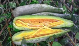 吃瓜推特网红,揭秘吃瓜界的风云人物与幕后故事”