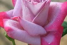 重庆玫瑰花爆料案件最新