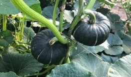 2020吃瓜视频网红,网络红人的崛起与影响