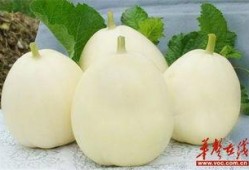 甜瓜乐园最新爆料9.0,全新升级，乐享无限惊喜