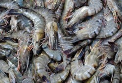 海虾养殖爆料视频大全最新,最新爆料视频大全深度解析