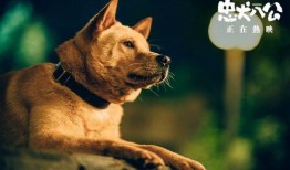 忠犬八公在线观看美国,跨越生死的忠诚守候