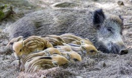 超级野猪最早爆料视频是真的吗