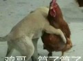 福清鸡哥爆料事件视频播放,揭秘事件背后真相