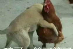 福清鸡哥爆料事件视频播放,揭秘事件背后真相