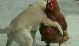 福清鸡哥爆料事件视频播放,揭秘事件背后真相